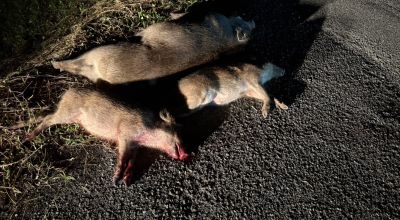 イノシシが交通事故