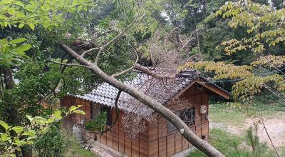 枯れ松が倒れました